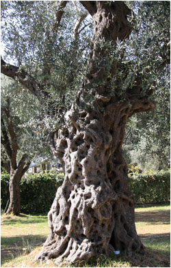 1000-jhriger Olivenbaum, Utjeha, Montenegro / 1000 year-old olive treee, Utjeha, Montenegro