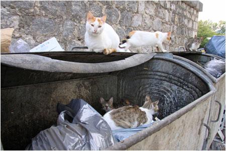 Katzen bewohnen die Mlltonne / Cats live in the rubbish container