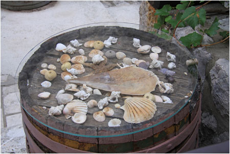 Verschiedene Muschelarten werden auf einem Fadeckel ausgestellt / Various shell types displayed on the top of a barrel