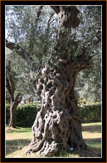 1000-jhriger Olivenbaum, Utjeha / 1000 year-old olive tree, Utjeha