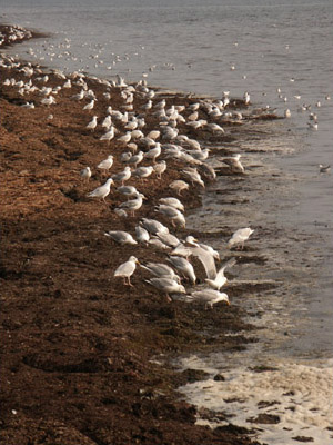 Herring gulls on the seashore, Isle de Re