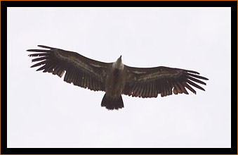 Gnsegeier Verdonschlucht Griffon Vulture Verdon Gorge