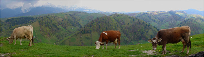 Anklicken zum Vergrern / Click for larger picture. Khe am/Cows at Rucar-Bran  Pass 5.2006