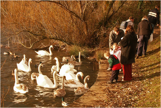 Schwne Futtern / Feeding swans, Cosmeston, Wales