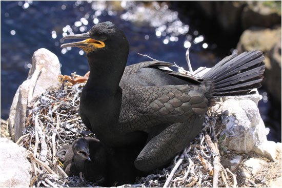 Krhenscharbe mit Jungvogel am Nest / European Shag with young at nest