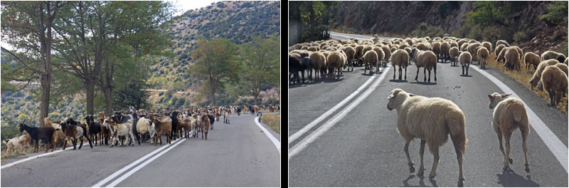 Ziegen und Scahfe auf der Strae / Goats and sheep on the road