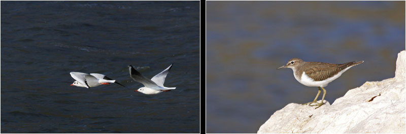 Lachmwen (li), Fluuferlufer (re) / Black-headed Gulls (l), Common Sandpiper (r)
