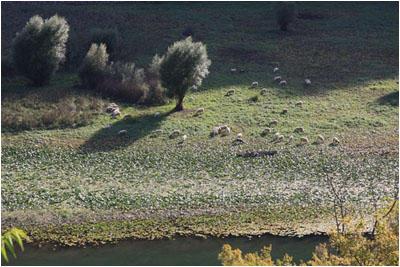Schafe am Ufer des Crnojevic Flusses / Sheep on the bank of River Crnojevic 