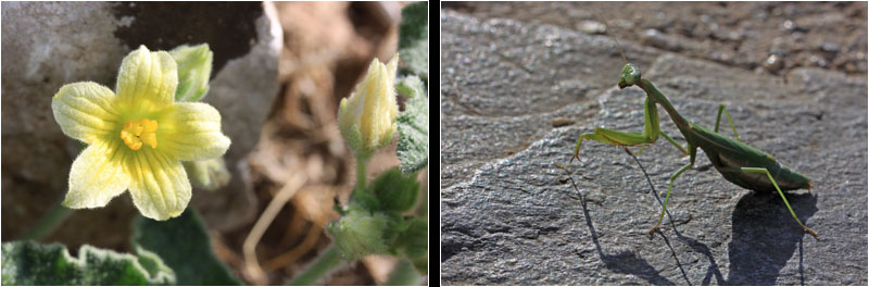 Blume und Gottesanbeterin / Flower and Mantis