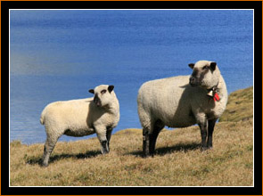 Schafe am Grimselpass / Sheep at Grimselpass
