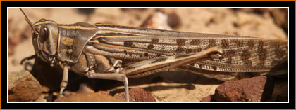 Heuschrecke/Grasshopper, Algarve, Portugal