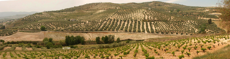 Anklicken zum Vergrößern / Click for larger picture. Olivenplantage und Weinberg/Olive Plantation and Vineyard Panorama 4.2005