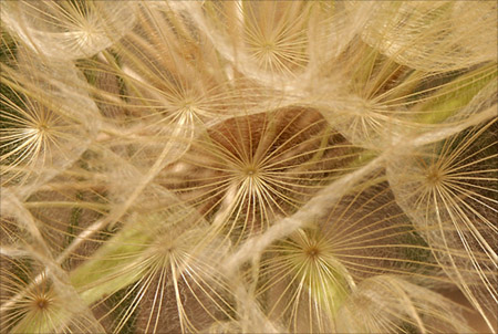 Anklicken zum Vergrößern / Click for larger picture. Samen/Seeds 4.2005