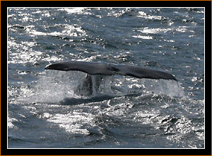 Pottwal / Sperm Whale, Vesteralen