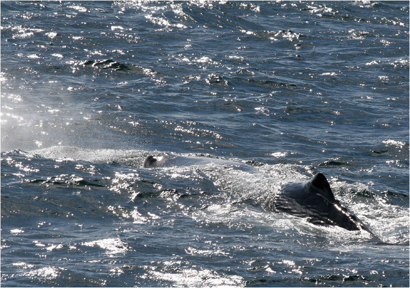 Walserie - Bild anklicken / Whale series - click picture