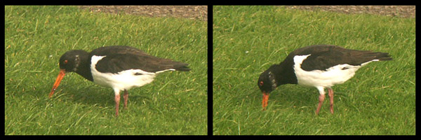 Oyster Catcher at Thurso camping site 24.9.04