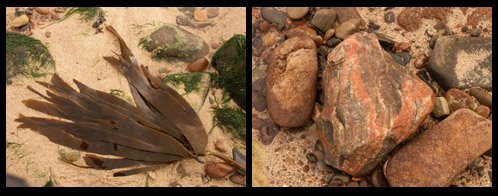 Seaweed, stones on Beach near Dounreay Atomic Power Station 25.09.04