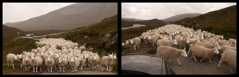 Sheep have right of way 27.9.04