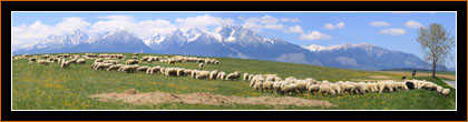 Schafherde bei Vrbov, Tatra / Flock of sheep near Vrbov, Tatra