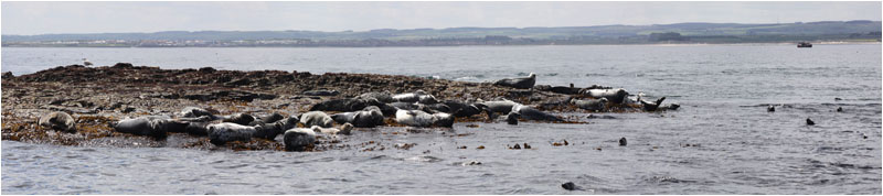 Kegelrobben / Grey seals, Farne Islands