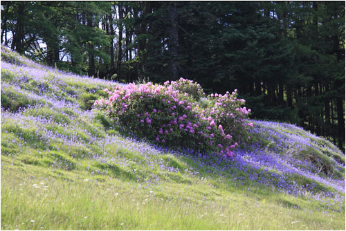 Rhododendronbüsche und Blauglöckchen / Rhodedendrons and bluebells Mull