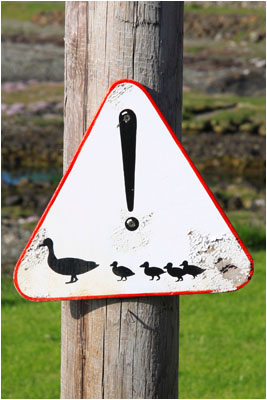 Enten Verkehrsschild / Duck road sign, Mull