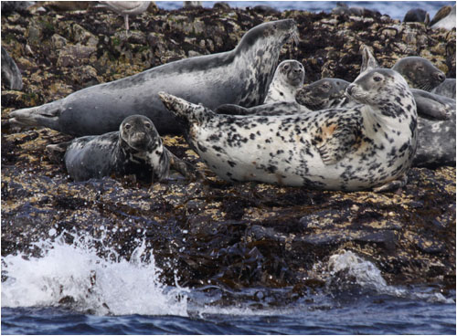 Kegelrobben / Grey seals, Farne Islands