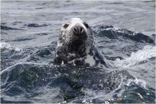 Kegelrobbe im Wasser  / Grey seal in water, Farne Islands