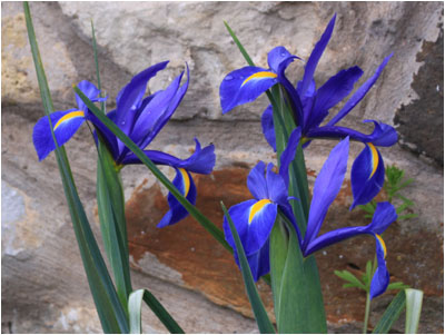Irise an einer Hauswand / Irises against wall 