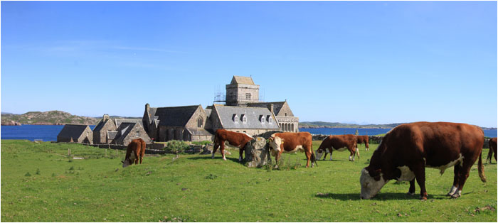 Rinder und Abtei / Cattle and abbey Iona