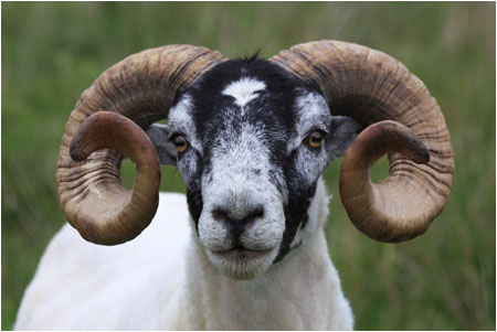 Dalesbred Schaf / Sheep, Mull