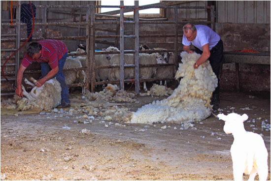 Schur / Shearing Fidden Farm, Mull