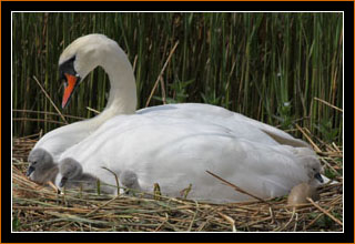 Schwan am Nest, Abbotsbury / Swan on nest, Abbotsbury