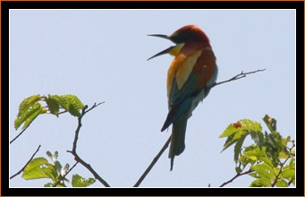 28_200_Bee_Eater
