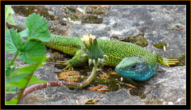 Smaragdeidechse / European Green Lizard