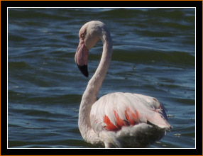 Flamingo 20131002_200