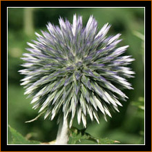 Nagold, Distel / Thistle