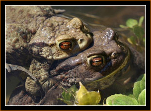 Krötenpaarung / Mating Toads